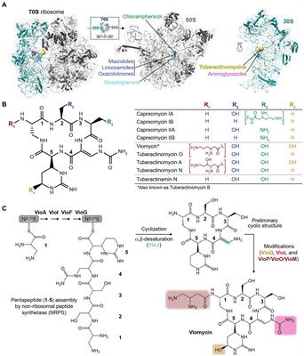 Tuberactinomycin antibiotics: Biosynthesis, anti-mycobacterial action, and mechanisms of resistance